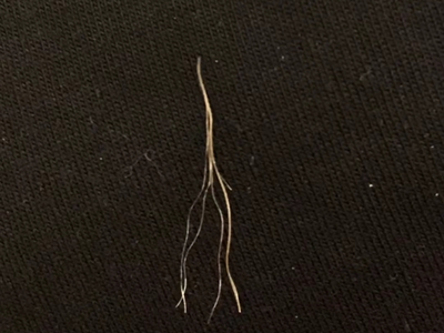 頭髮分叉一根頭髮分成好幾根像樹根圖 頭髮分叉一根頭髮分成好幾根像樹根圖